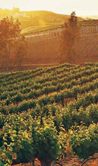 Malibu Coast Vineyard