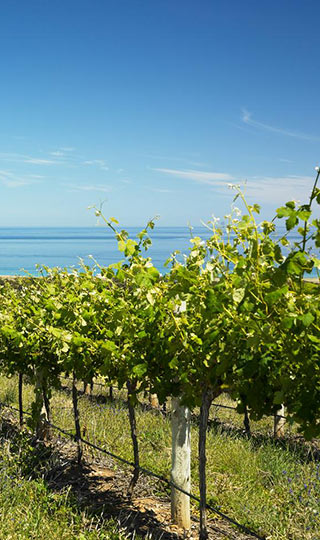 Malibu Coast Vineyard Ocean View